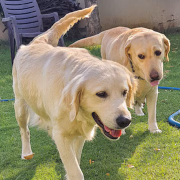 Pet Training In Gurgaon